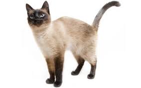 Siamese cat